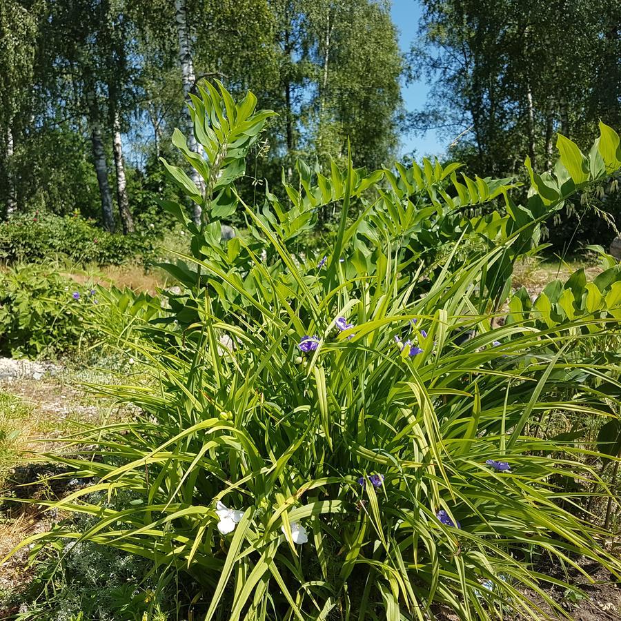 Sanzila Bernatoniai